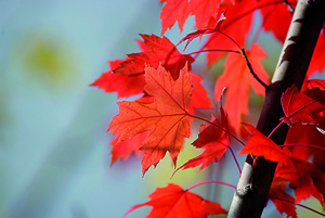 Acer leaves at Castle Kennedy Gardens