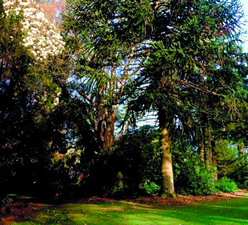Araucaria araucana at Castle Kennedy Gardens