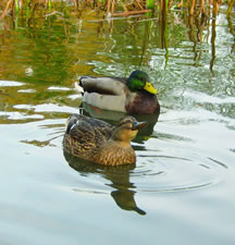 Ducks at Castle Kennedy Gardens