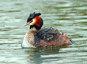 Great Crested Grebe at Castle Kennedy Gardens