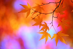 Autumn Leaves at Castle Kennedy Gardens