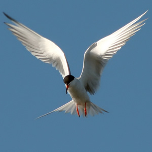 Seagull at Castle Kennedy Gardens