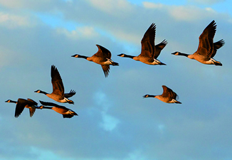 Geese at Castle Kennedy Gardens