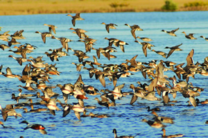 Wild Birds at Castle Kennedy Gardens