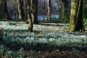 Snowdrop Festival at Castle Kennedy Gardens